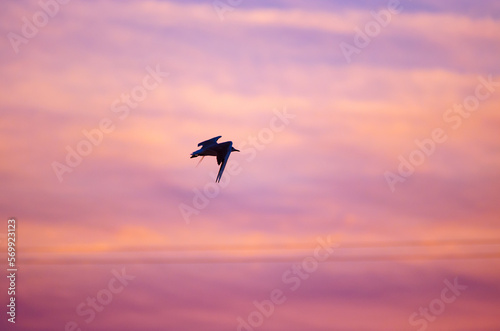Silhouette of a flying seagull against the sunset sky