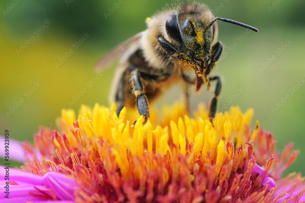 A bee on a pink chrysanthemum flower. Macro shot. A bee on a pink chrysanthemum flower. Macro shot.
