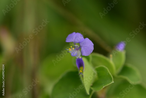 The flower of Commelina benghalensis, commonly known as the Benghal dayflower, tropical spiderwort, or wandering Jew photo