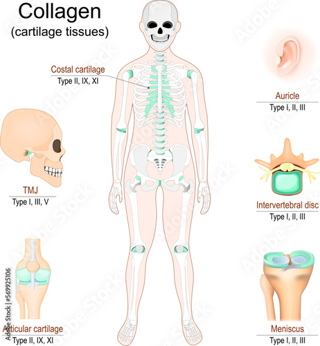 Collagen in cartilage tissues. Human skeleton