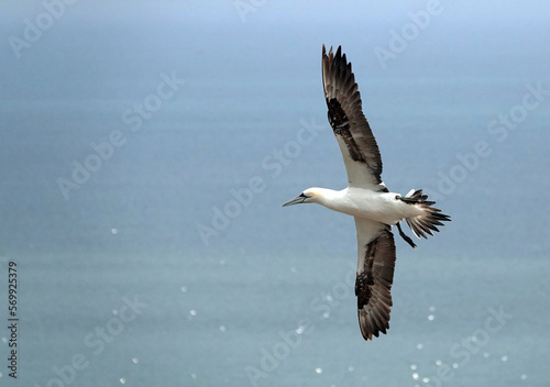 A beautiful shot of a northern gannet flying high above the sea. 