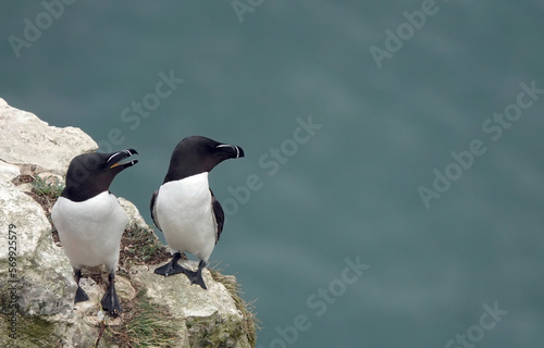 Two razorbills perching on a cliff top above the ocean. 
