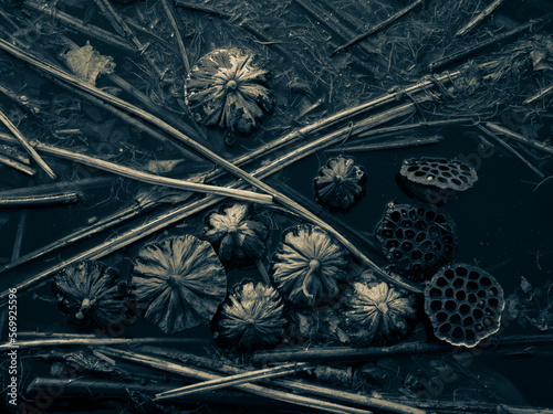 枯れた冬の蓮の花