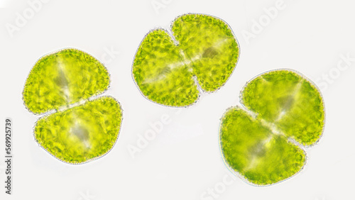 A green algae called Cosmarium. The species probably Cosmarium decoratum. live specimen. 400x magnification with selective focus photo