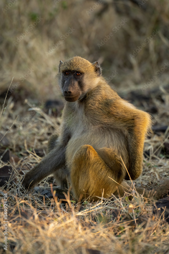 Chacma baboon sits in grass watching camera