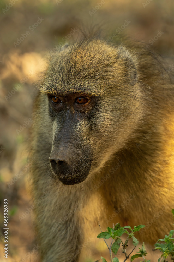 Close-up of chacma baboon crouching by bush Close-up of chacma baboon crouching by bush