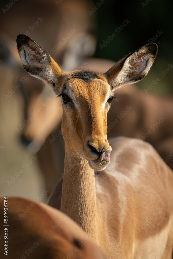 Close-up of female common impala licking lips Close-up of female common impala licking lips