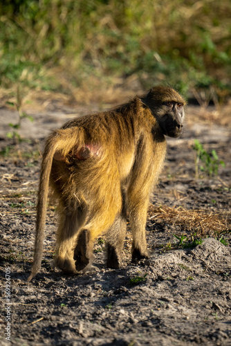 Chacma baboon walks in sunshine with catchlights