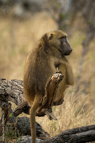 Chacma baboon sits on log looking round