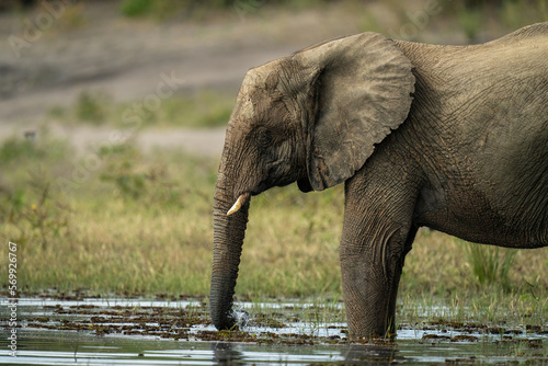 Close-up of African elephant drinking from river