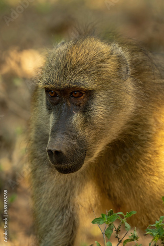 Close-up of chacma baboon crouching by bush
