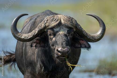 Close-up of Cape buffalo standing chewing grass © Nick Dale
