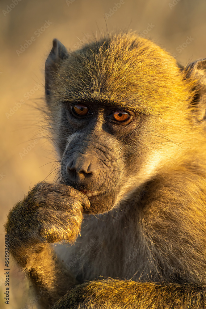 Obraz premium Close-up of chacma baboon sitting touching mouth