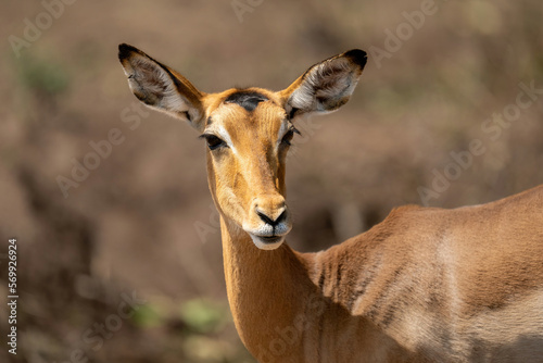 Close-up of female common impala turning round