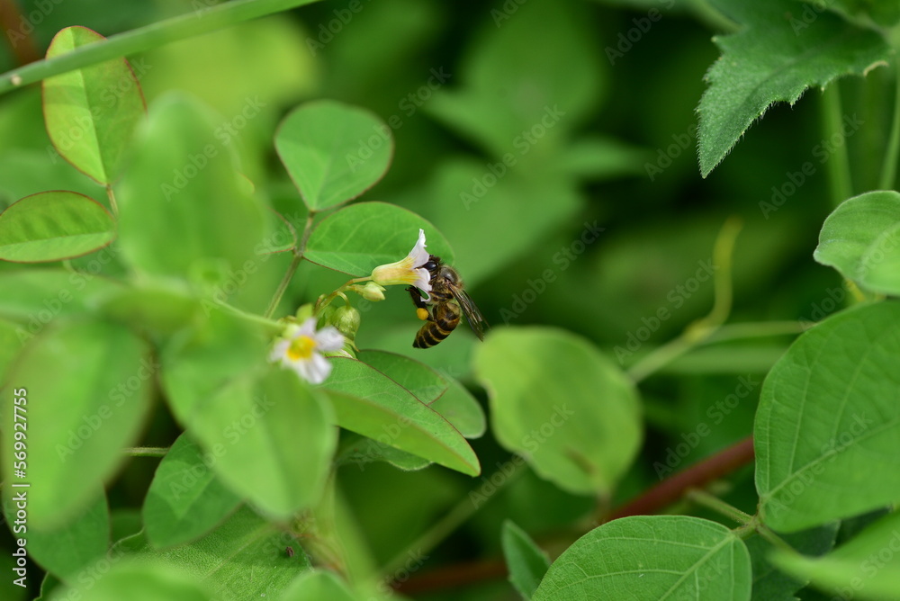 Flower and bee Flower and bee