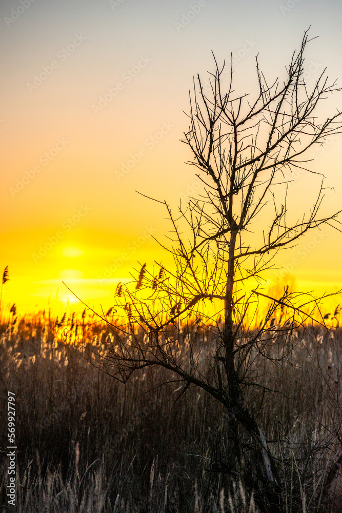 Obraz premium tree in sunset