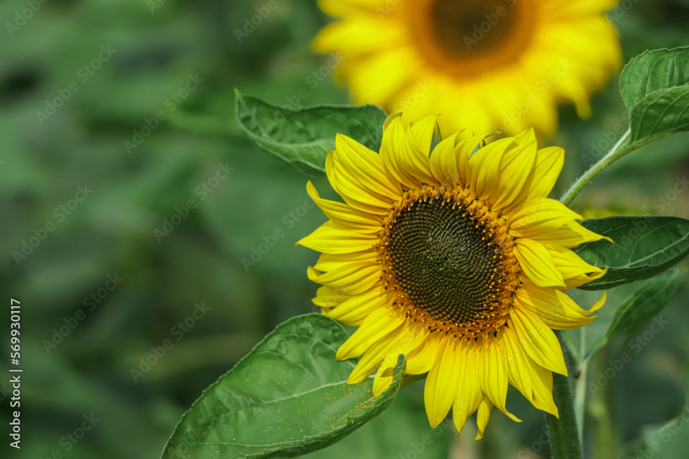 Close-up of sun flower against green background Close-up of sun flower against green background