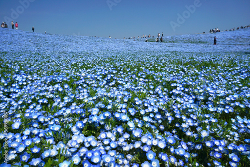 Field of Nemophila with blue flower at foreground and tourist at background in Hitachi seaside park, Hitachinaka, Ibaraki, Japan, famous blossom blooming festival photo