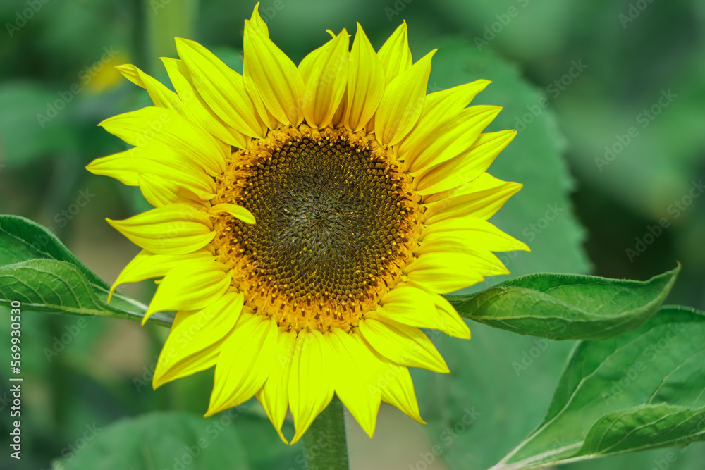 Yellow sunflower closeup background Yellow sunflower closeup background