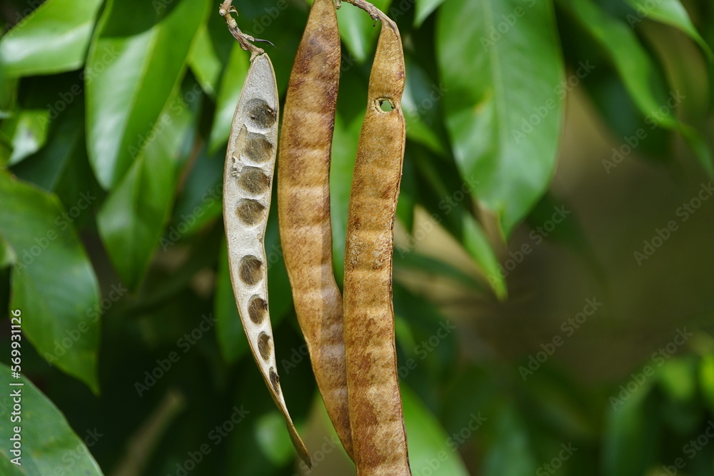 Foto Stock Inga edulis, Fabaceae family, known as icecream bean, ice