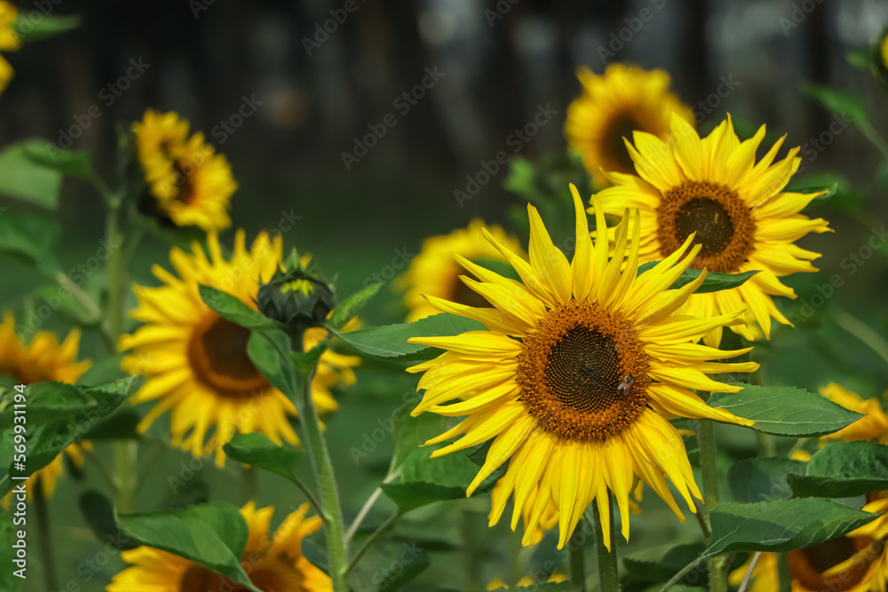 Fototapeta premium portrait of a sunflower in the field