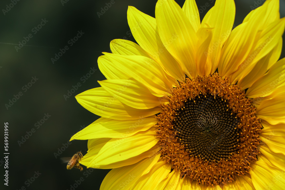 Closeup of sun flower with copy space Closeup of sun flower with copy space