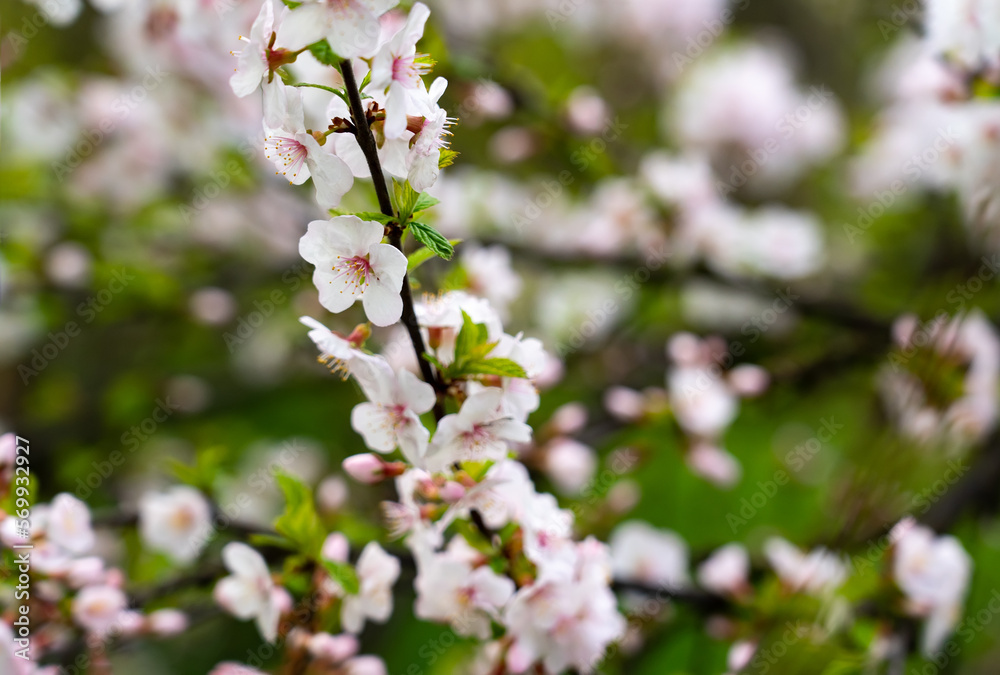 Closeup of spring cherry blossom flower at tree branch on dgreen bokeh background. Closeup of spring cherry blossom flower at tree branch on dgreen bokeh background.
