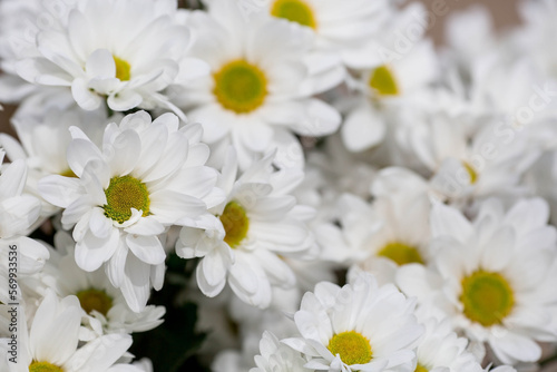 Banner. White chrysanthemum flower with shadows. Light close-up. The texture of the plant. Floral background.