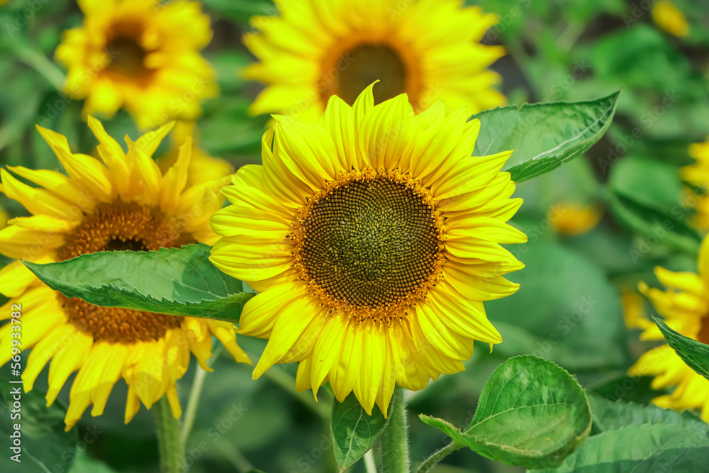 Background of sunflower in field Background of sunflower in field
