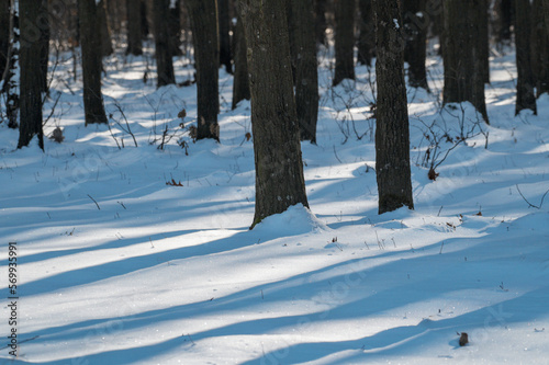 forest in the snow in Ukraine