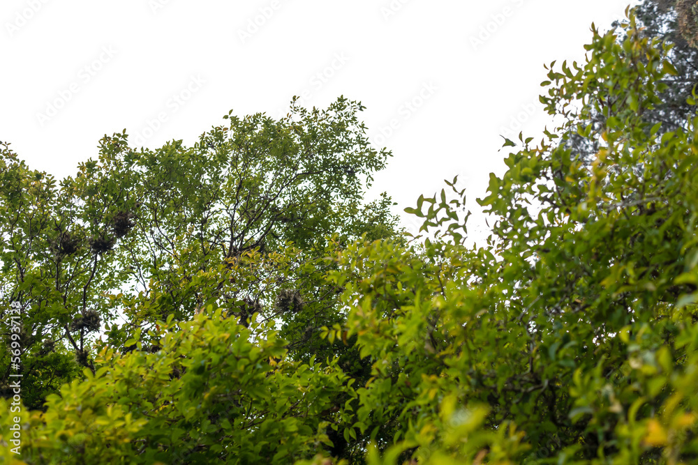 Green trees isolated on white background. Foliage in summer, Atlantic Forest, rainforest. Row of trees and bushes.