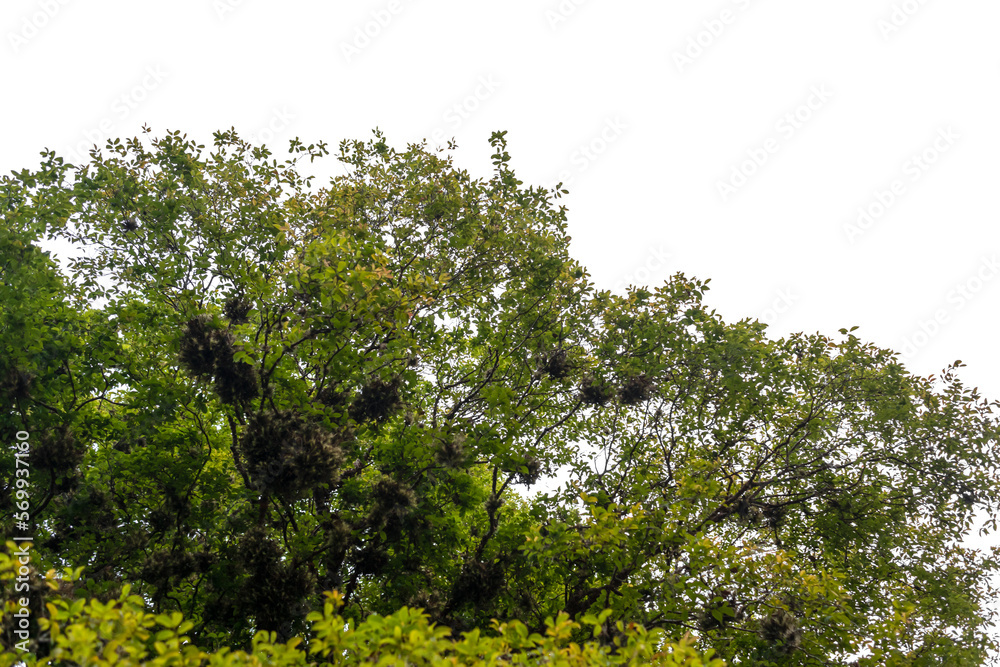 Green trees isolated on white background. Foliage in summer, Atlantic Forest, rainforest. Row of trees and bushes.