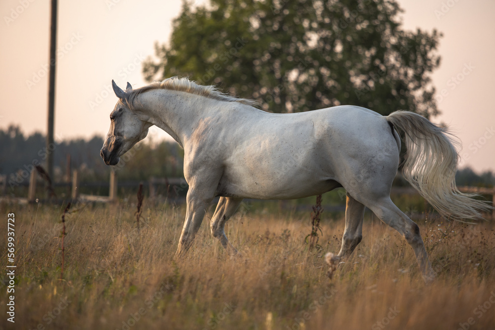 Fototapeta premium Beautiful bay horse rearing up in spring green field