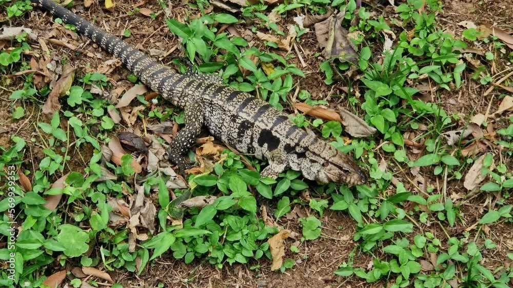 Argentine black and white tegu, Salvator merianae at the Bird Park Parque Das Aves in Foz do Iguacu, near the famous Iguacu Falls in Brazil. Argentine black and white tegu, Salvator merianae at the Bird Park Parque Das Aves in Foz do Iguacu, near the famous Iguacu Falls in Brazil.