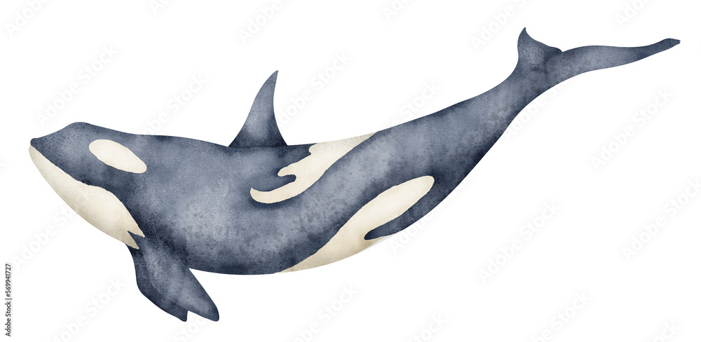 Watercolor illustration of black Killer Whale. Hand drawn illustration of Orca on isolated background. Beautiful realistic underwater mammal sea animal. Drawing of Orcinus for big poster or zoology - obrazy, fototapety, plakaty 
