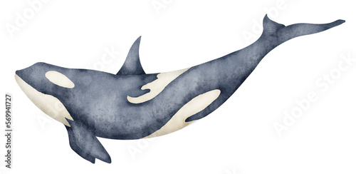 Watercolor illustration of black Killer Whale. Hand drawn illustration of Orca on isolated background. Beautiful realistic underwater mammal sea animal. Drawing of Orcinus for big poster or zoology