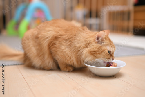 ごはんを食べる猫（マンチカン）
