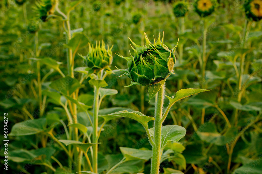 Green young sunflower bud on the field close up. Not a blooming flower sunflower Green young sunflower bud on the field close up. Not a blooming flower sunflower