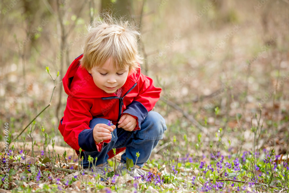 Little child, boy, gathering wild purple spring flowers in the forest Little child, boy, gathering wild purple spring flowers in the forest