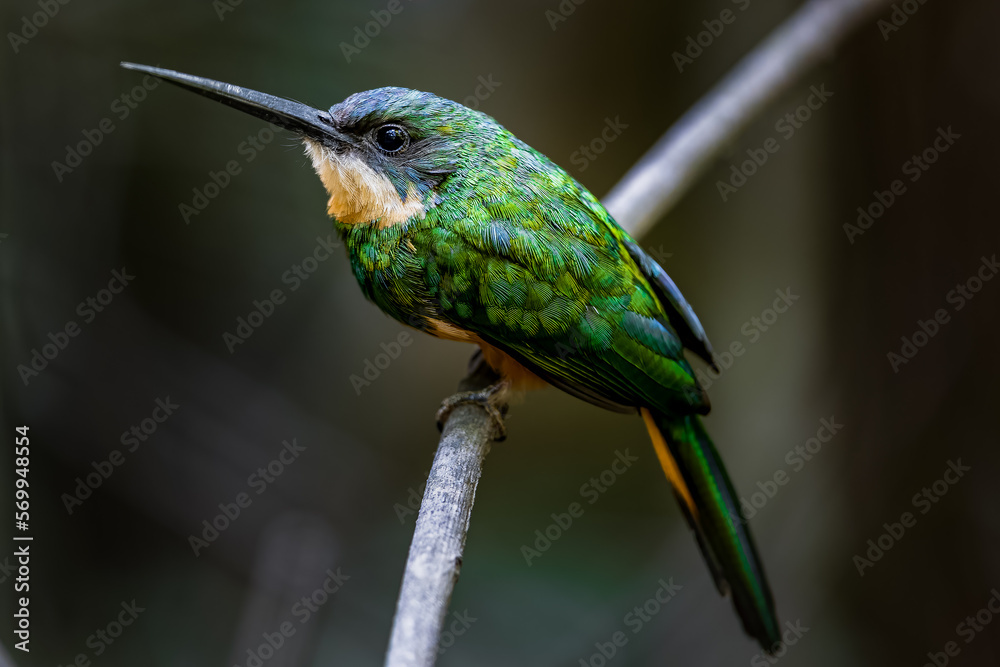 Ariramba-de-cauda-ruiva (Galbula ruficauda) Ariramba-de-cauda-ruiva (Galbula ruficauda)