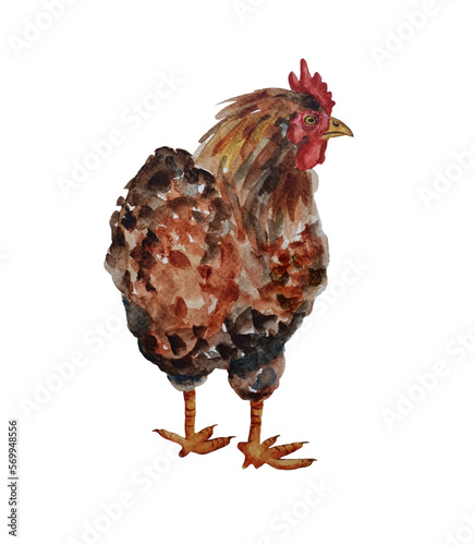 Watercolor brown chicken hen isolated on white background. Poultry, broiler, farm animal.