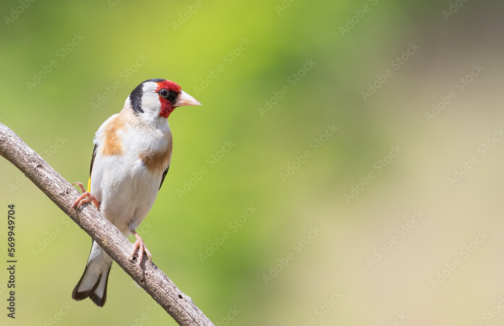 European goldfinch, Carduelis carduelis. A bird sits on a branch on a beautiful green background European goldfinch, Carduelis carduelis. A bird sits on a branch on a beautiful green background