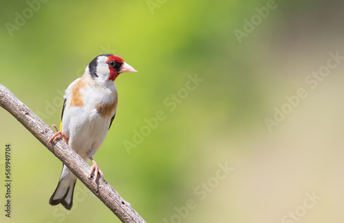 European goldfinch, Carduelis carduelis. A bird sits on a branch on a beautiful green background