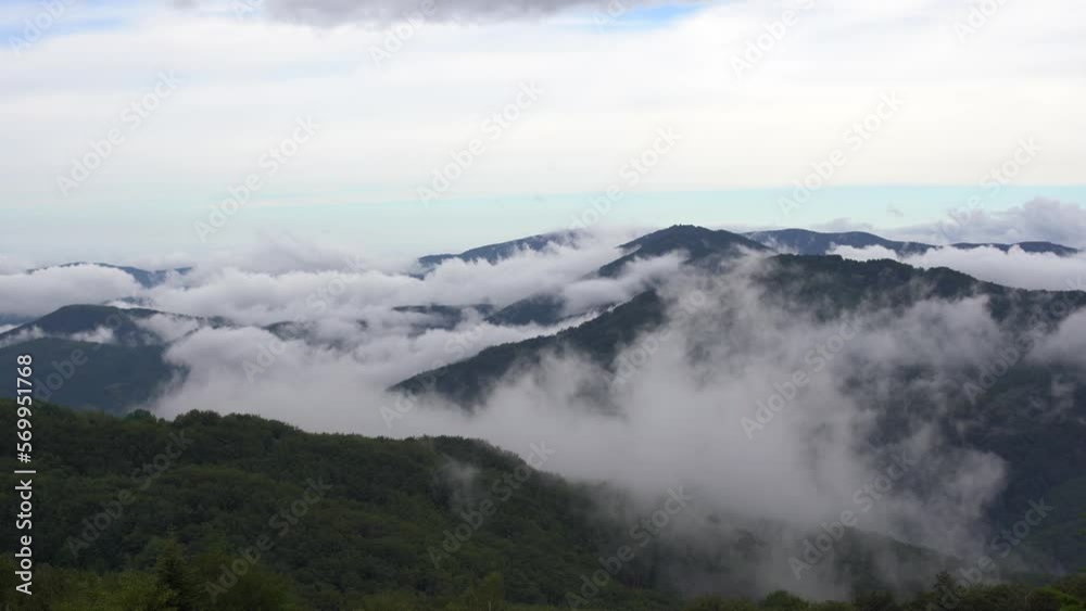 Green tree forest on mountain range. Morning mist over hills and meadows. Nature background. Travel destinations. Beautiful wild landscape. Summer vacation tourism