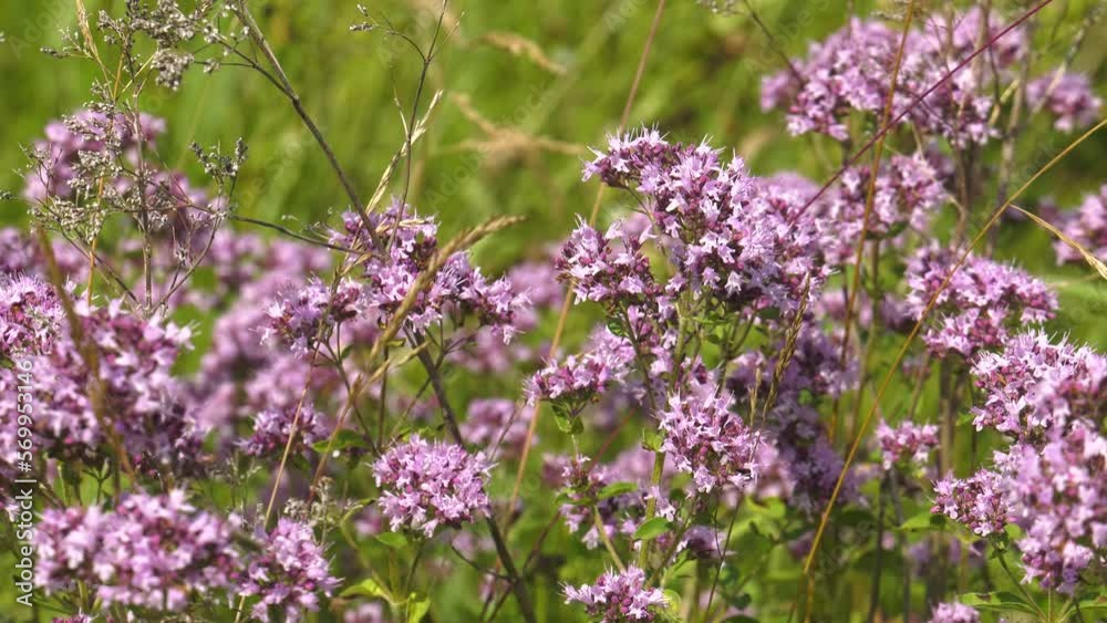 Southern Urals, blooming oregano (Origanum vulgare) in the meadow. Southern Urals, blooming oregano (Origanum vulgare) in the meadow.