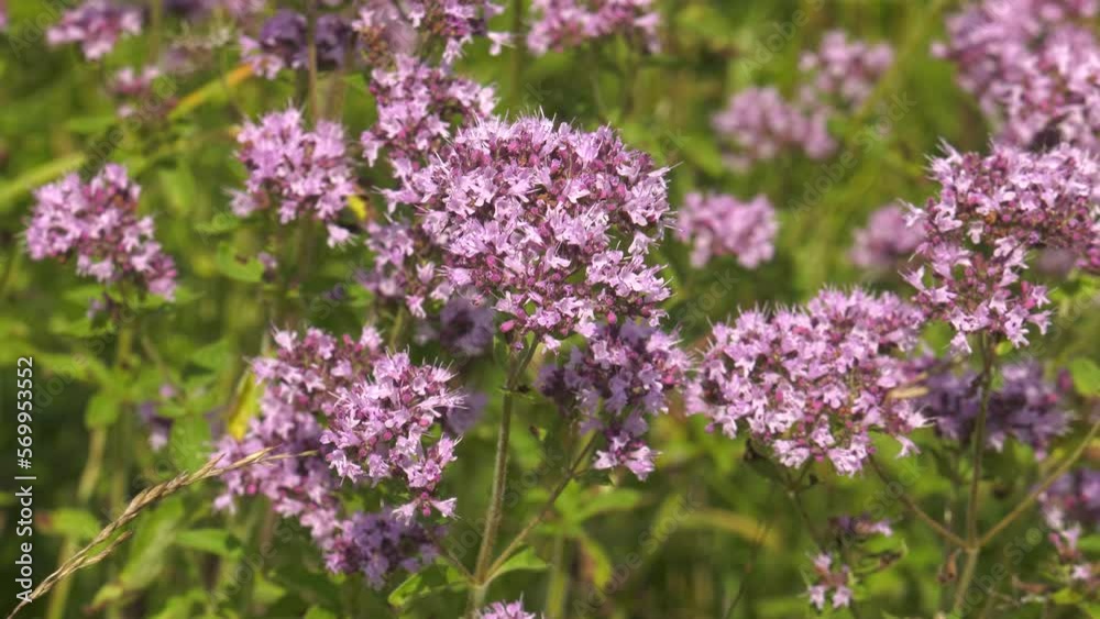 Southern Urals, blooming oregano (Origanum vulgare) in the meadow. Southern Urals, blooming oregano (Origanum vulgare) in the meadow.