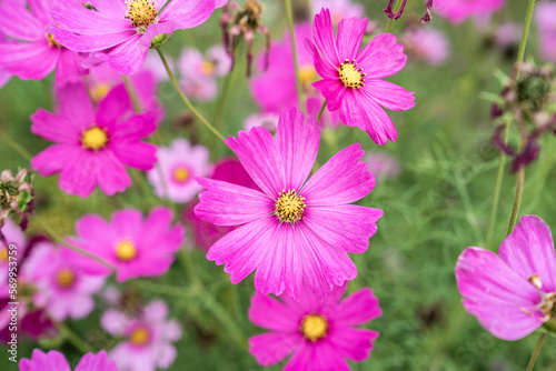 Cosmos fields blooming in the early foliage season in the middle of the garden.