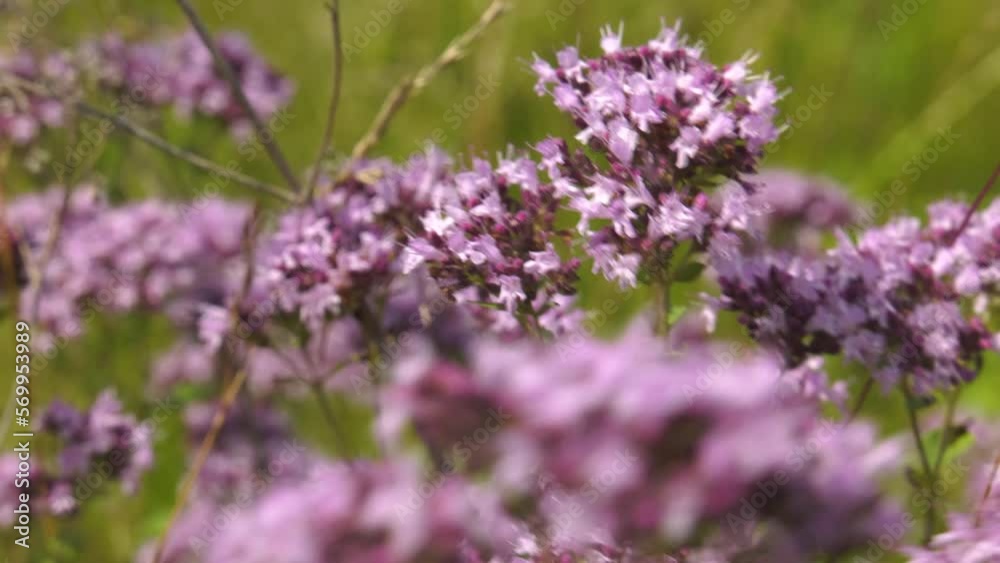 Southern Urals, blooming oregano (Origanum vulgare) in the meadow. Southern Urals, blooming oregano (Origanum vulgare) in the meadow.