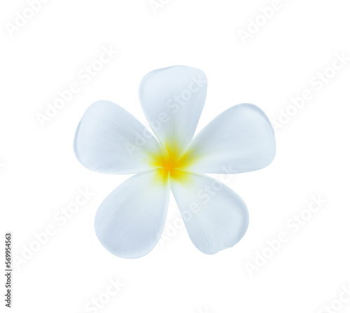 White frangipani flower on transparent png