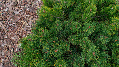 Evergreen coniferous shrub, mountain pine. Pine Mugo Pumilio. Photo from above against the background of coniferous or wood chips. Sale of green spaces. Close-up.